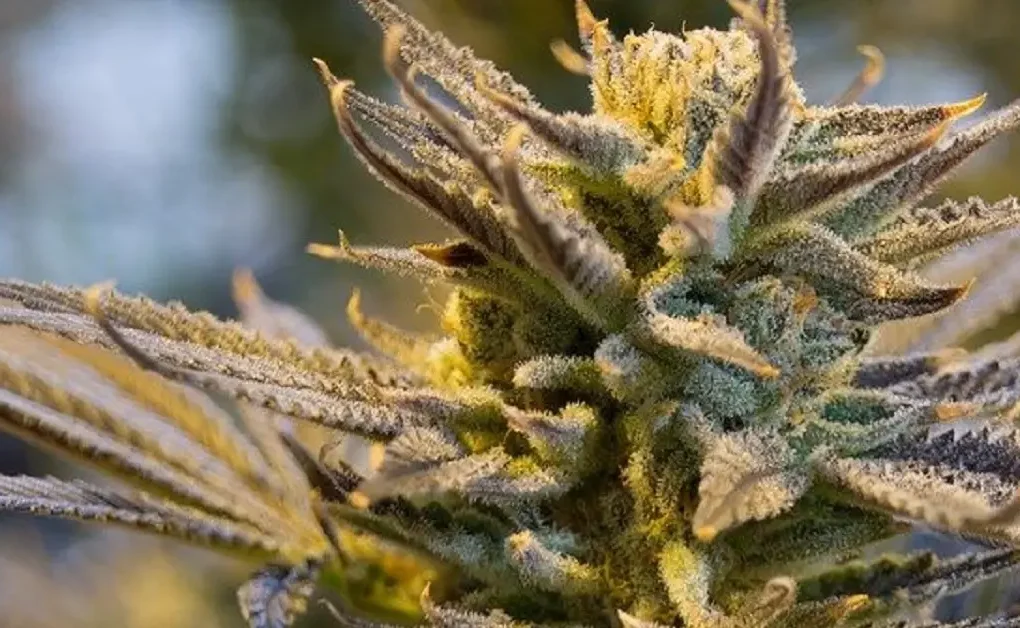 Clearer OutSFL Guides Explain THCA Conversion and THC Flower Characteristics