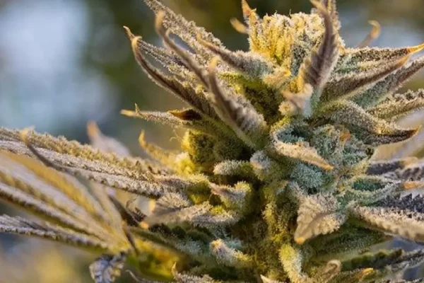 Clearer OutSFL Guides Explain THCA Conversion and THC Flower Characteristics
