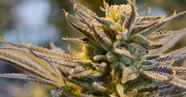 Clearer OutSFL Guides Explain THCA Conversion and THC Flower Characteristics