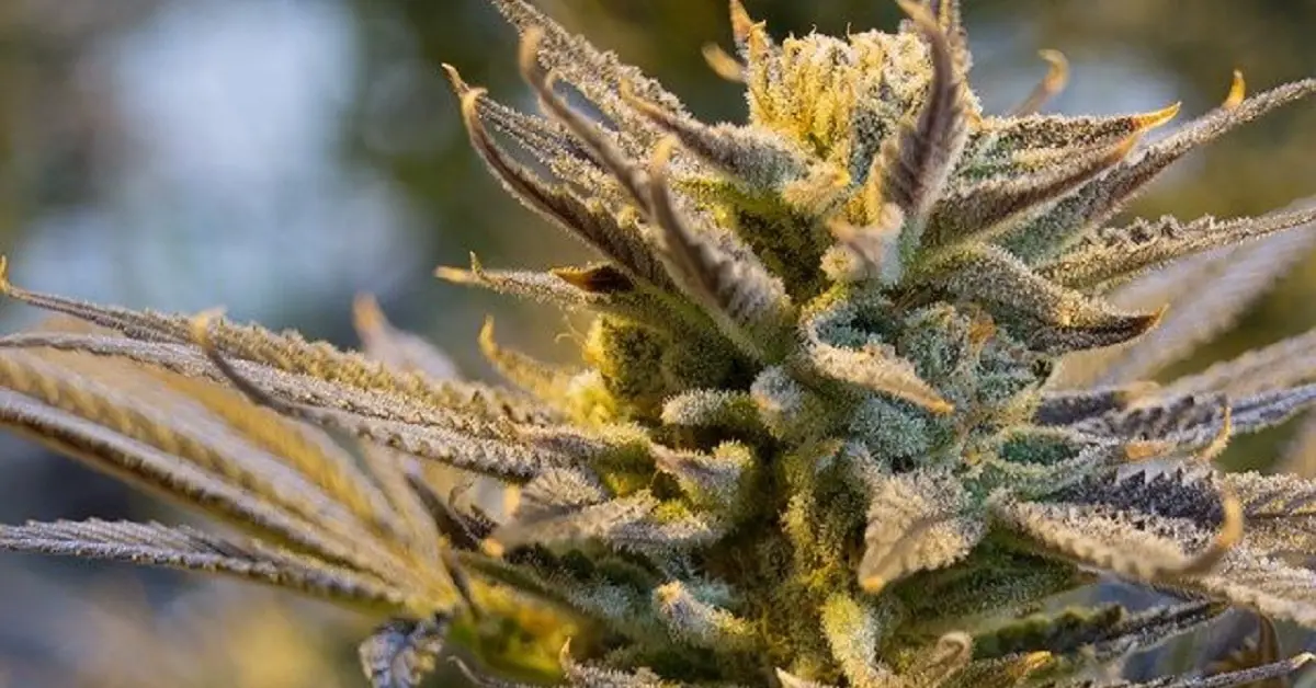 Clearer OutSFL Guides Explain THCA Conversion and THC Flower Characteristics